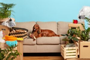 Read more about the article Remove Dog Gland Smell From Furniture